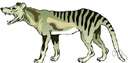 genus Thylacinus