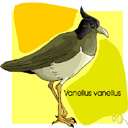 genus Vanellus