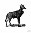 Boselaphus tragocamelus - large Indian antelope