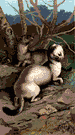 Mustela erminea - mustelid of northern hemisphere in its white winter coat