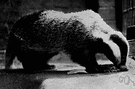 Eurasian badger - a variety of badger native to Europe and Asia