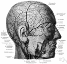 angular vein - a short vein formed by the supraorbital vein and the supratrochlear vein and continuing as the facial vein