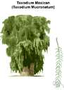 Taxodium