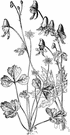 Aconitum lycoctonum - poisonous Eurasian perennial herb with broad rounded leaves and yellow flowers and fibrous rootstock