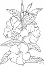 Mandevilla laxa - woody vine of Argentina grown as an ornamental for its glossy leaves and racemes of large fragrant funnel-shaped creamy-white flowers