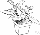 Gynura - genus of Old World tropical herbs: velvet plants