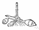 Jerusalem artichoke - edible tuber of the Jerusalem artichoke