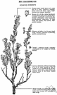 Seriphidium tridentatum - aromatic shrub of arid regions of western North America having hoary leaves