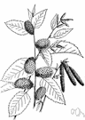 Betula alleghaniensis - tree of eastern North America with thin lustrous yellow or grey bark