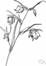 white fairy lantern - globe lily having open branched clusters of egg-shaped white flowers
