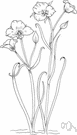sego lily - perennial plant having clusters of one to four showy white bell-shaped flowers atop erect unbranched stems