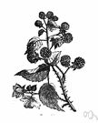 true blackberry - the true blackberry of Europe as well as any of numerous varieties having sweet edible black or dark purple berries