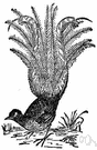 Menurae - lyrebirds and scrubbirds