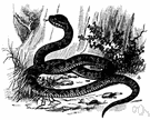 fer-de-lance - large extremely venomous pit viper of Central America and South America