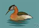 sea duck - any of various large diving ducks found along the seacoast: eider