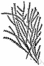 genus Sertularia - sessile hydroid that forms feathery colonies