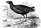 European gallinule - purple gallinule of southern Europe