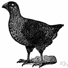 Notornis mantelli - flightless New Zealand birds similar to gallinules