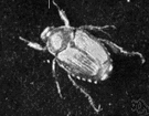 Popillia japonica - small metallic green and brown beetle native to eastern Asia