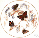 tortoiseshell - brilliantly colored