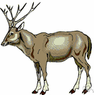 Père David's deer - large Chinese deer surviving only in domesticated herds