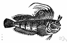 blenny - small usually scaleless fishes with comb-like teeth living about rocky shores