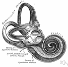 osseous labyrinth - cavity in the petrous part of the temporal bone that contains the membranous labyrinth