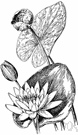 Nuphar - spatterdocks
