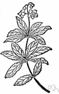 western prince's pine - Eurasian herb with white or pinkish flowers in a terminal corymb