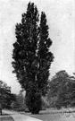 Populus nigra italica - distinguished by its columnar fastigiate shape and erect branches