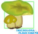 man-on-a-horse - an edible agaric with yellow gills and a viscid yellow cap that has a brownish center