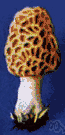 sponge morel - an edible and choice morel with a globular to elongate head with an irregular pattern of pits and ridges