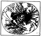 moss agate - an agate resembling moss with brown, black, or green markings