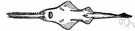 Pristis - type genus of the Pristidae