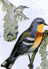 parula warbler - small grey-blue wood warbler with yellow throat and breast