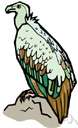 vulture - any of various large diurnal birds of prey having naked heads and weak claws and feeding chiefly on carrion