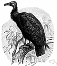 Coragyps atratus - American vulture smaller than the turkey buzzard
