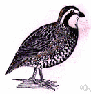 bobwhite - a popular North American game bird