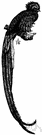 genus Pharomacrus - a genus of Trogonidae