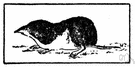 common shrew - common American shrew