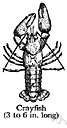 Astacidae - crayfish