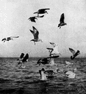 Larus argentatus - large gull of the northern hemisphere