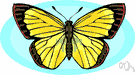 sulfur butterfly - any of numerous yellow or orange butterflies