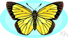 sulphur butterfly - any of numerous yellow or orange butterflies