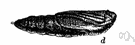 Heliothis zia - larva of a noctuid moth