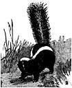 mephitis - in some classifications: type genus of the subfamily Mephitinae