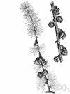 Larix - larches