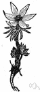 pasque flower - any plant of the genus Pulsatilla