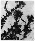 genus Polanisia - widely distributed herbs having palmate leaves and creamy white to or pink to magenta flowers with many stamens of unequal length