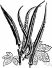Abelmoschus esculentus - tall coarse annual of Old World tropics widely cultivated in southern United States and West Indies for its long mucilaginous green pods used as basis for soups and stews